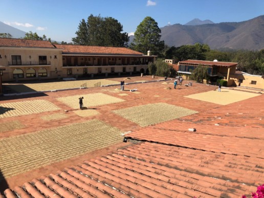 FINCA FILADELFIA, Antigua. Drying of parchment coffee on clay patios. The Acatenango and Fuego volcanoes can be seen in the background (Fuego volcano spewing ashes on the left side)