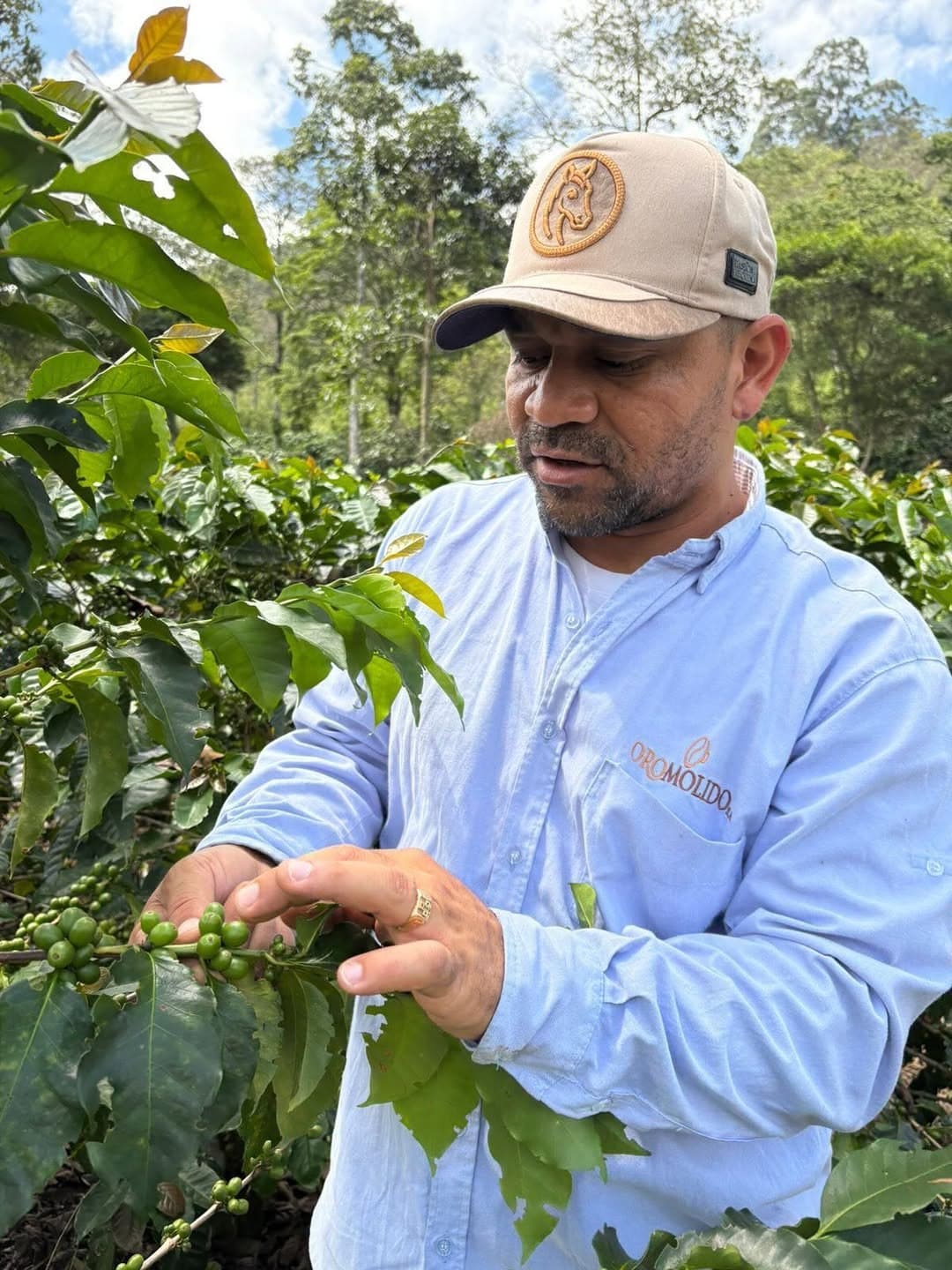 An agronomist in a pale blue Oro Molido shirt examining unripe green cherries on a branch