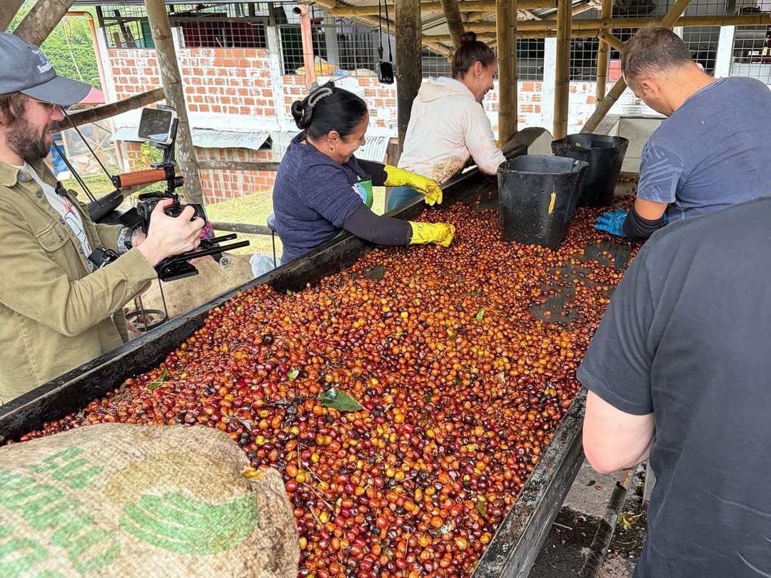 Workers in gloves sorting a channel of freshly picked red and orange coffee cherries at a wet mill