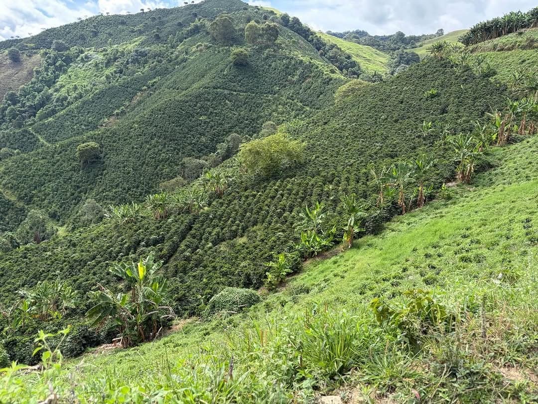 Steep Colombian hillsides planted in dense rows of coffee under a bright sky