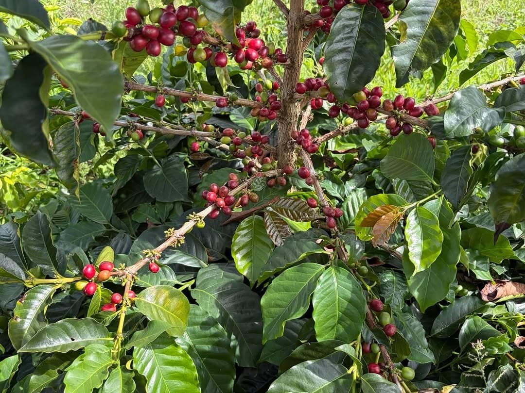 A coffee branch heavy with ripe red cherries among dark green leaves
