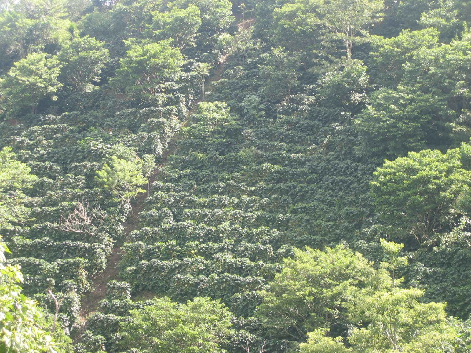 A hillside planted with coffee under taller shade trees