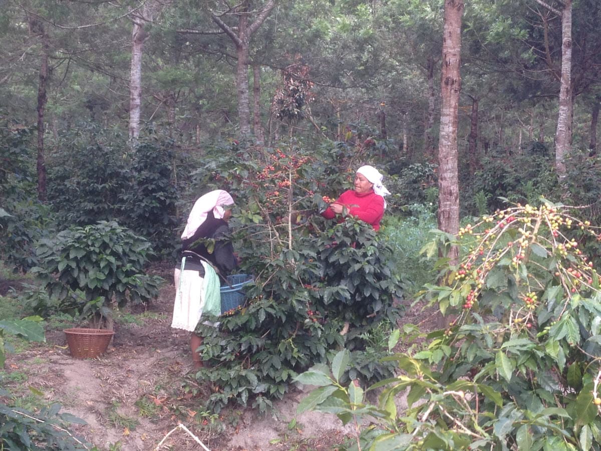 Two pickers harvesting red coffee cherries between rows of trees