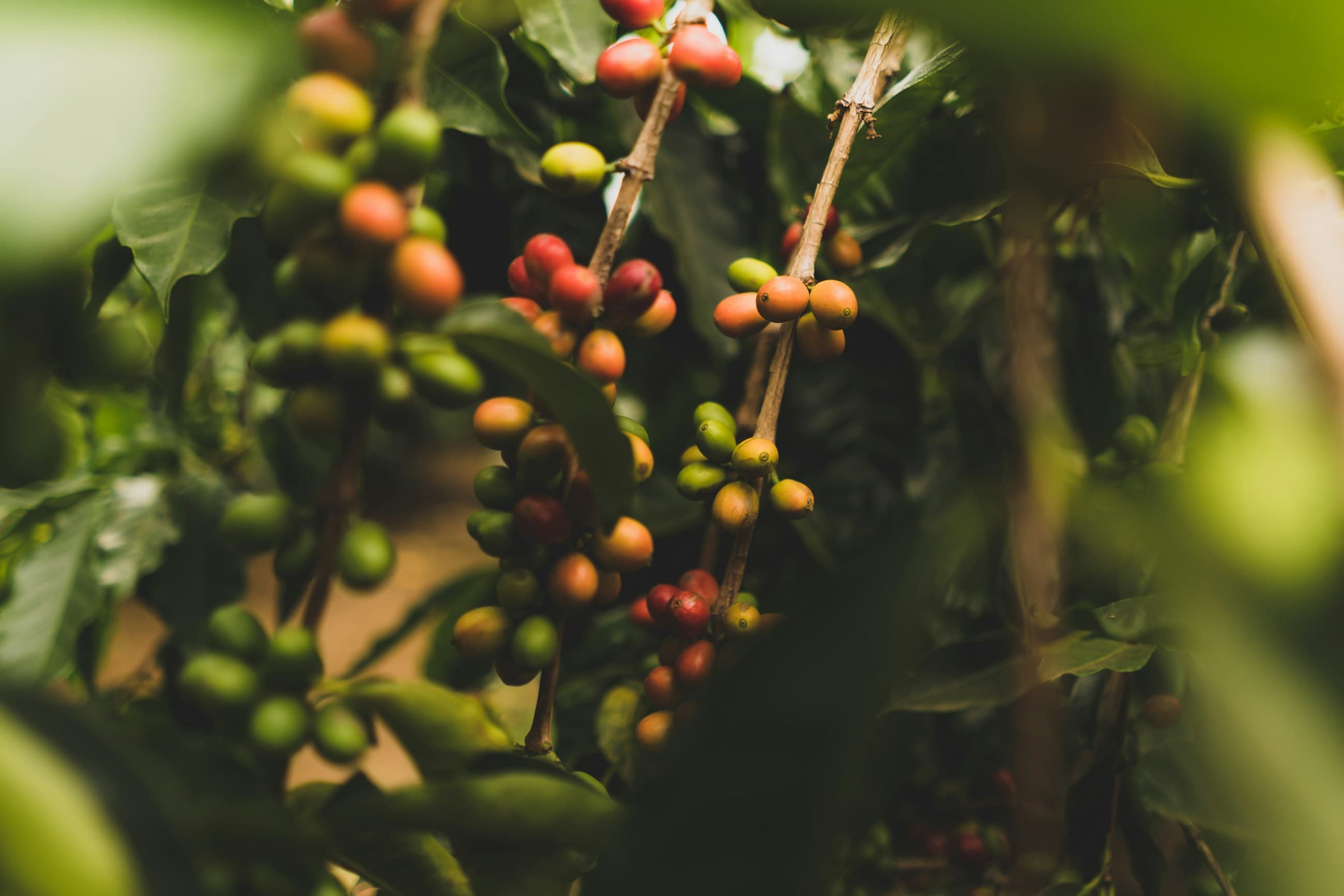 Coffee cherries ripening from green to red on the branch